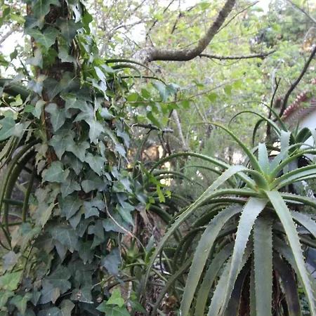 Casas Altas Obidos - Al Sobral (Leiria)